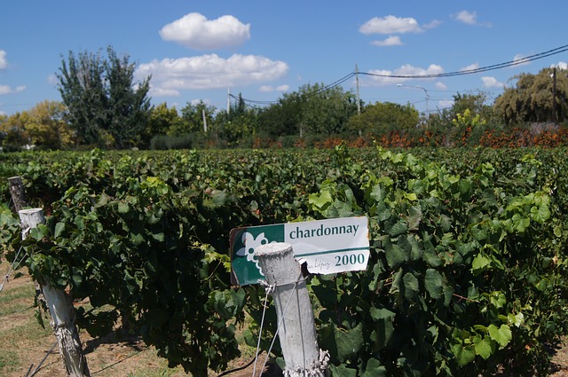 vinhos argentinos - Vinícola de uvas Chardonnay em Mendonza - Argentina